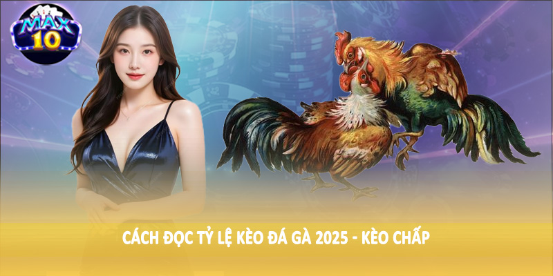 Cách đọc tỷ lệ kèo đá gà 2025 - Kèo chấp