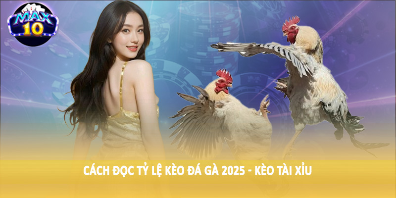 Cách đọc tỷ lệ kèo đá gà 2025 - Kèo tài xỉu