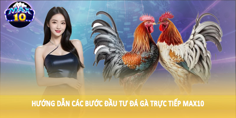 Hướng dẫn các bước đầu tư đá gà trực tiếp MAX10