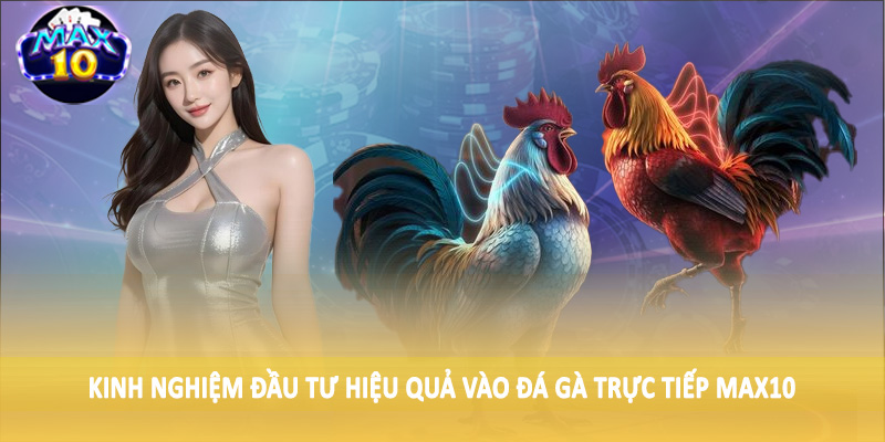 Kinh nghiệm đầu tư hiệu quả vào đá gà trực tiếp MAX10